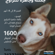 كلبة هاسكي سيبيري للبيع