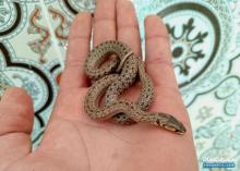 ثعبان صغير غير سام