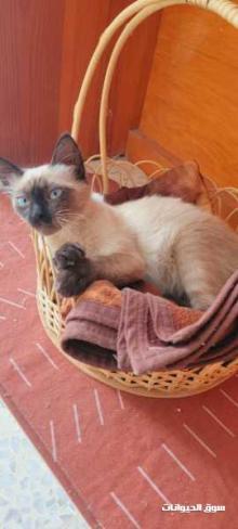 Vente de chat siamois race pure