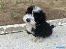 كلب كانيش يبلغ من العمر شهر و نصف اسمه oreo ملقح وغير مدرب