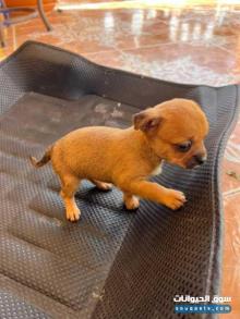 بيع كلب شيواوا