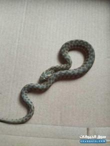 افعى غير سامة