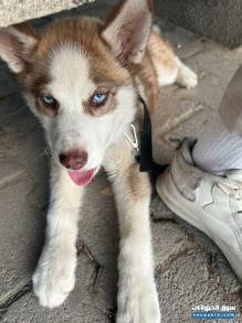 Chienne Husky 4 mois
